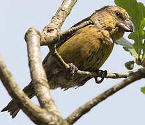 Red Crossbill