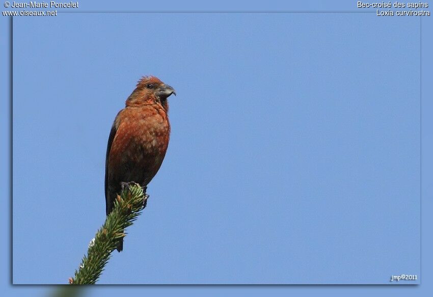 Red Crossbill male adult