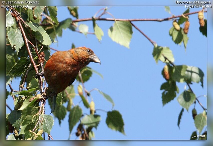 Red Crossbill male adult