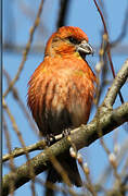 Red Crossbill