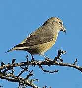 Red Crossbill