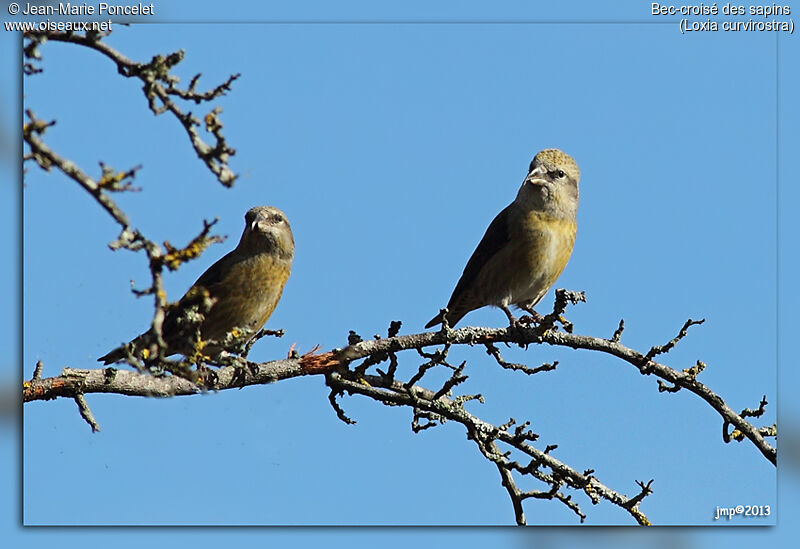 Red Crossbill