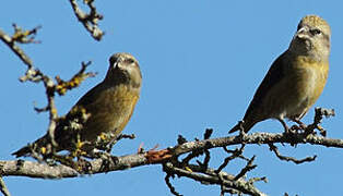 Red Crossbill