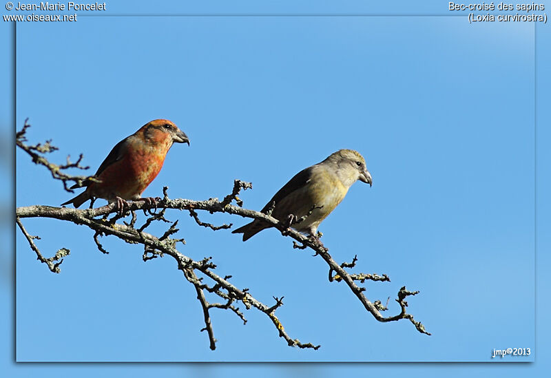 Red Crossbill