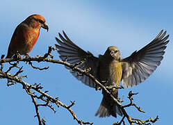 Red Crossbill