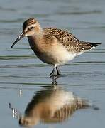 Curlew Sandpiper