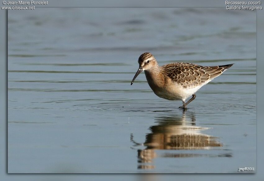 Curlew Sandpiper