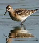 Curlew Sandpiper