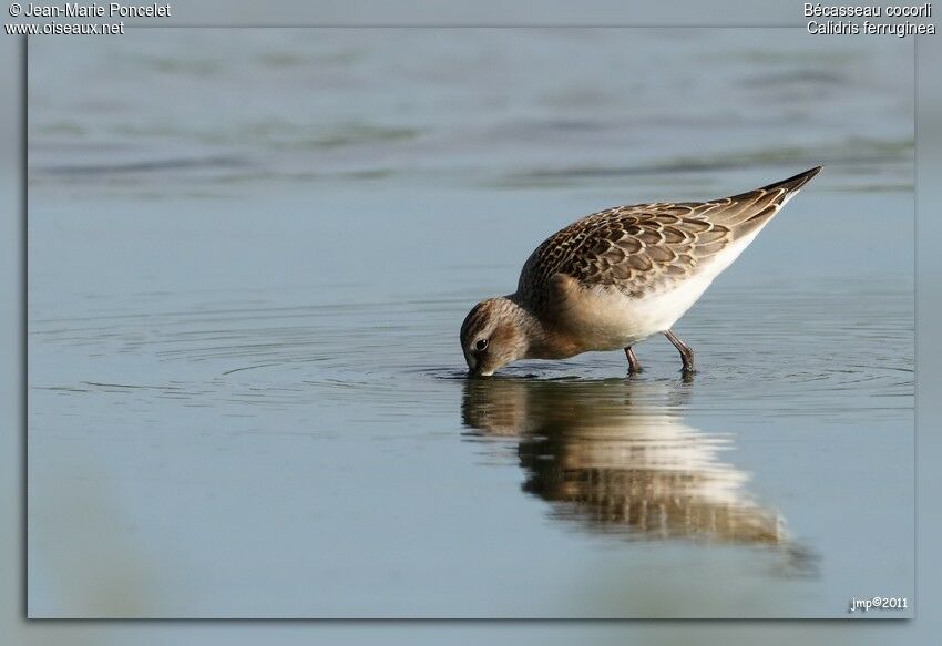 Curlew Sandpiper