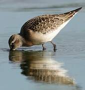 Curlew Sandpiper