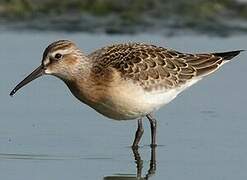 Curlew Sandpiper