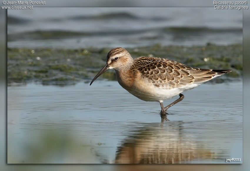 Curlew Sandpiper