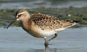 Curlew Sandpiper