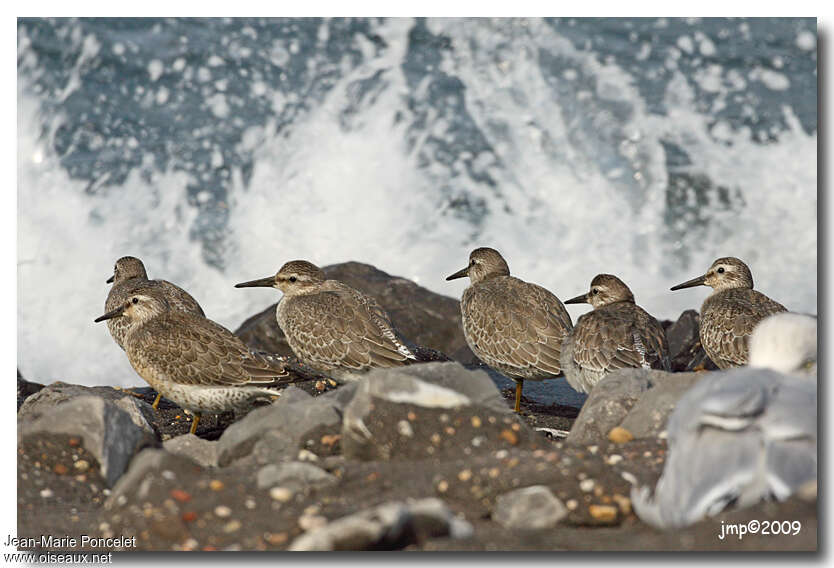 Bécasseau maubèche1ère année, habitat, Comportement