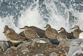 Red Knot