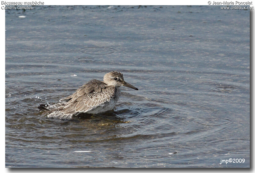 Bécasseau maubèche, identification