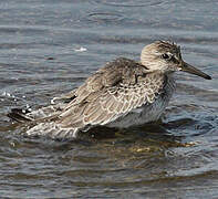 Red Knot