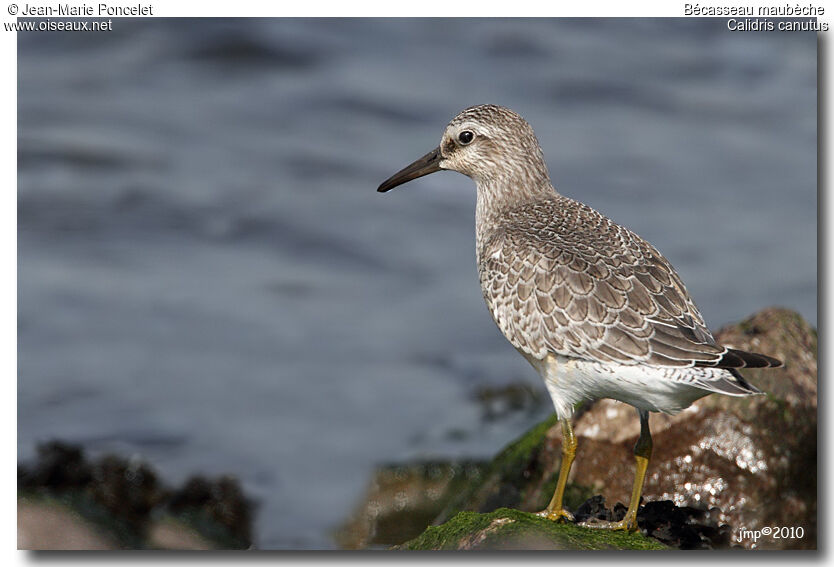 Red Knot