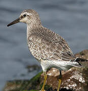 Red Knot