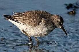 Red Knot