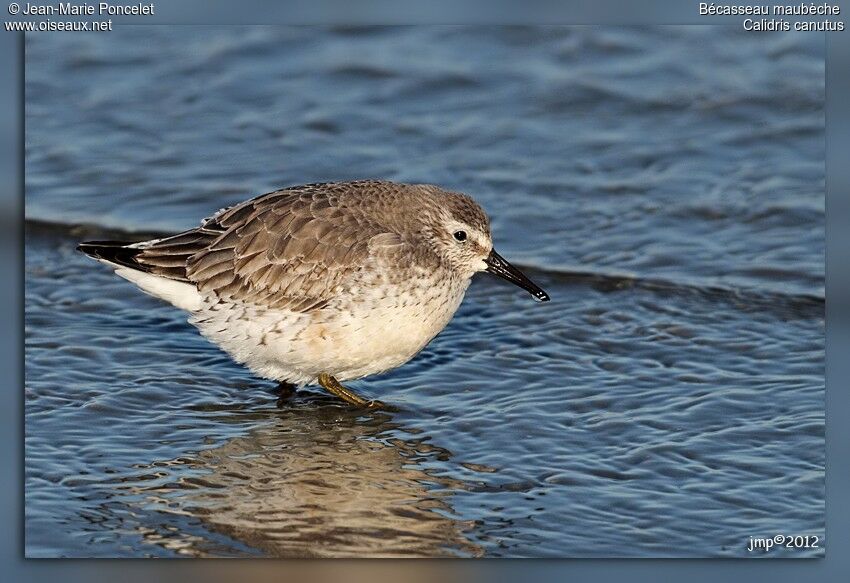 Red Knot