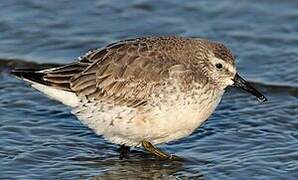 Red Knot