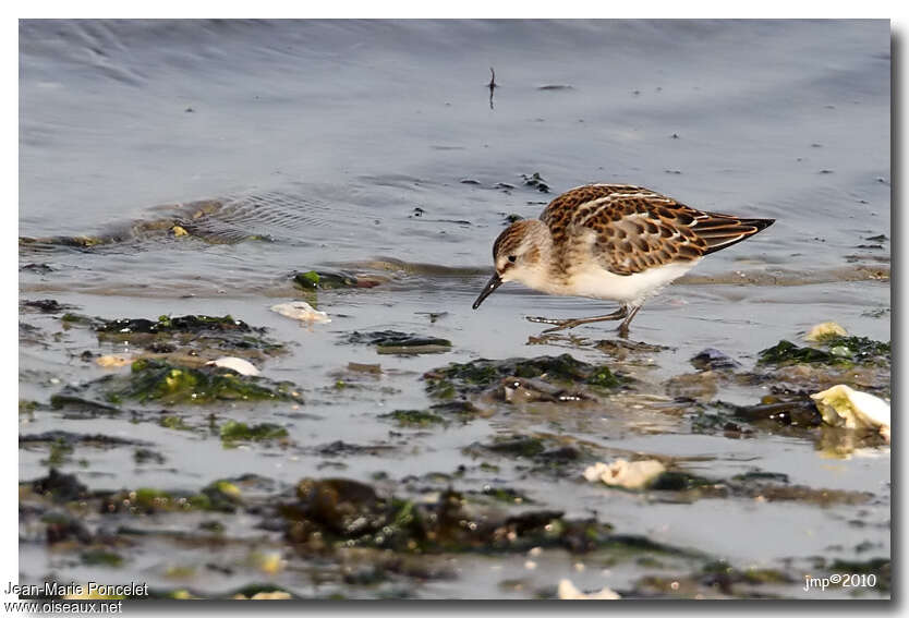 Little Stintjuvenile, identification