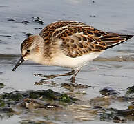 Little Stint