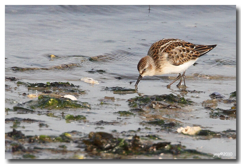 Little Stint