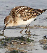 Little Stint