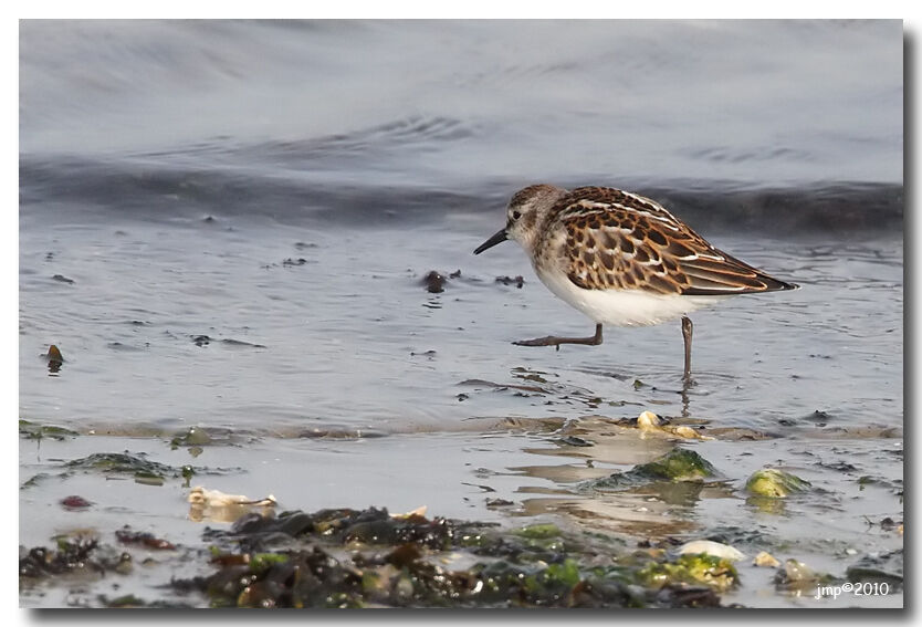 Little Stint