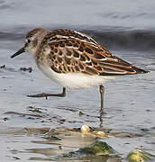 Little Stint