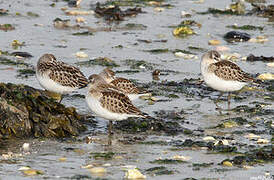 Little Stint