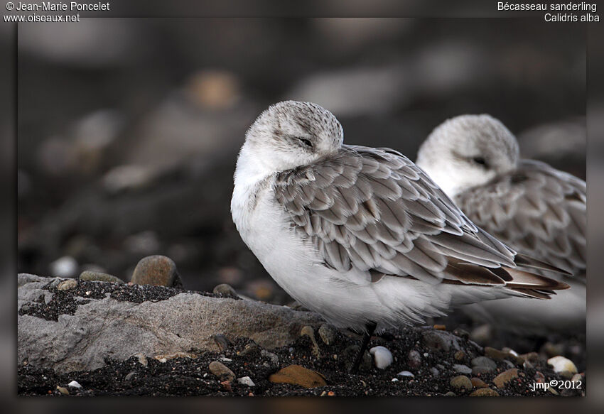 Bécasseau sanderling