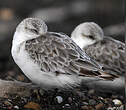 Bécasseau sanderling