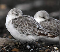 Bécasseau sanderling