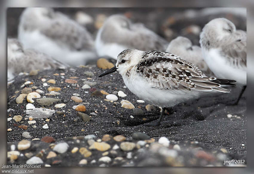 Bécasseau sanderling1ère année