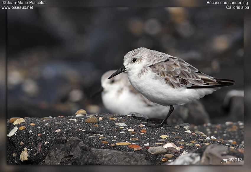 Bécasseau sanderling