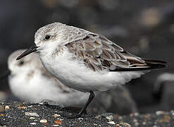 Sanderling