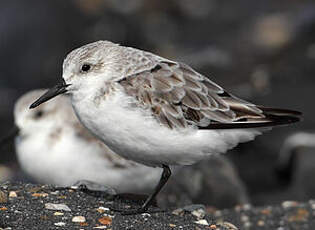 Bécasseau sanderling