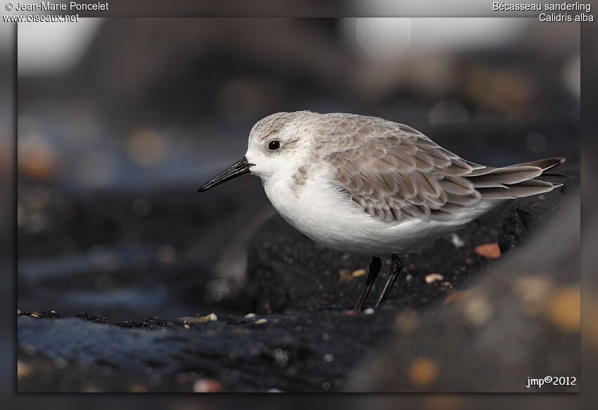 Bécasseau sanderling