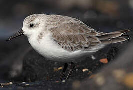 Bécasseau sanderling