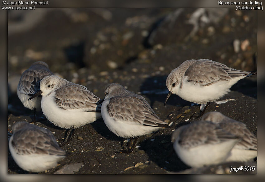 Sanderling