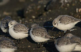 Sanderling