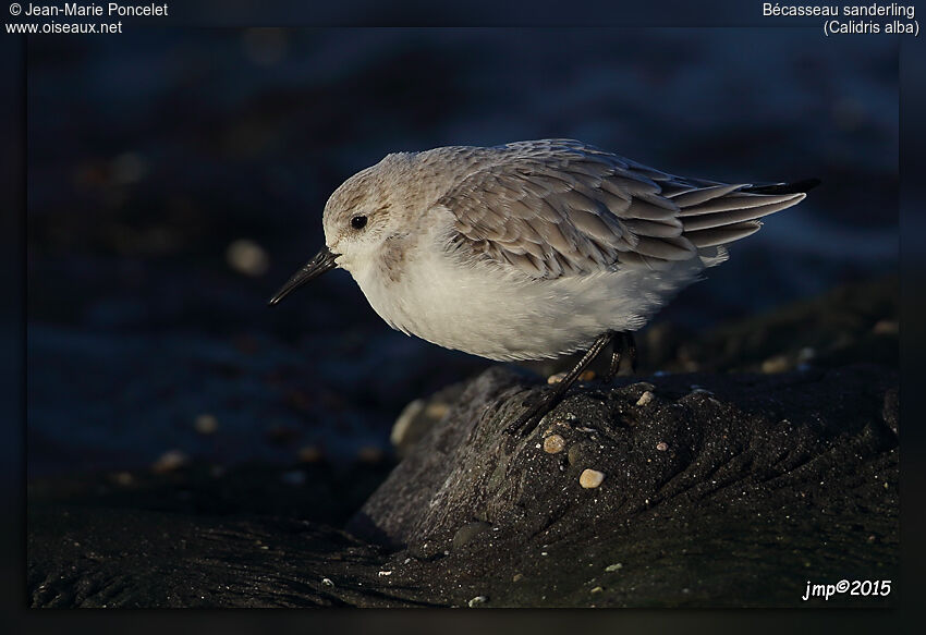 Sanderling