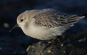 Bécasseau sanderling