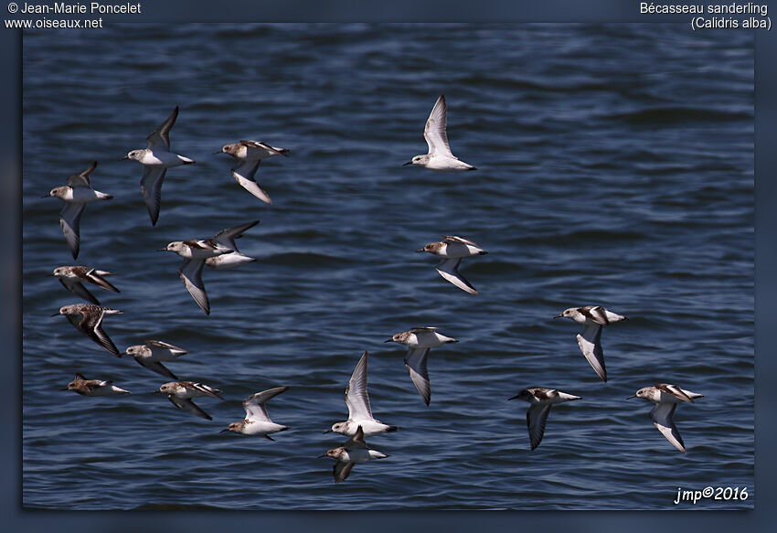 Bécasseau sanderling