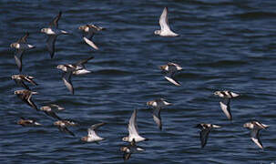 Bécasseau sanderling