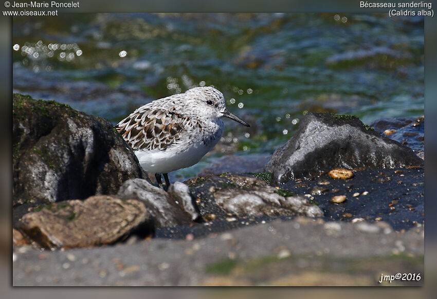 Sanderling