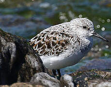 Sanderling